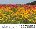 赤と黄色のポピー 41176658