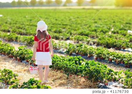 Kids pick strawberry on berry field in summer Kids pick strawberry on berry field in summer 41176730