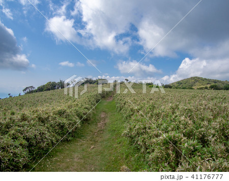 【伊豆】初夏の高原風景【伊豆山稜線歩道・だるま山周辺】 41176777