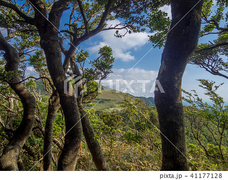【伊豆】初夏の高原風景【伊豆山稜線歩道・だるま山周辺】 41177128
