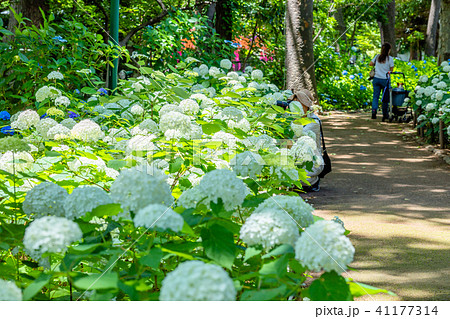 東京　豊島園の紫陽花 41177314
