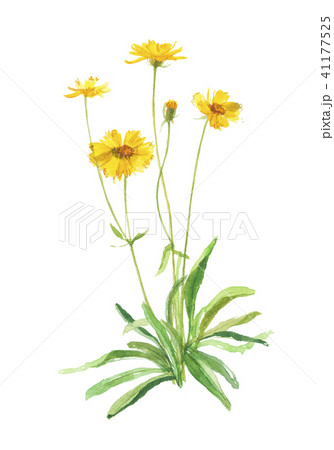 兎菊　ウサギギク　金車　キングルマ 41177525