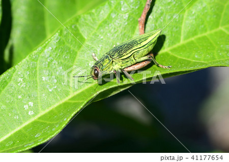 空飛ぶ宝石アオムネスジタマムシ 空飛ぶ宝石アオムネスジタマムシ 41177654