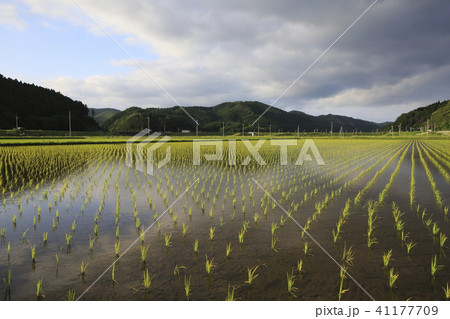 田園風景 田園風景 41177709