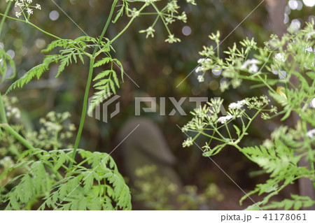 狛犬を野草の新緑が囲む 狛犬を野草の新緑が囲む 41178061