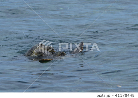 アオウミガメの交尾 水面 写真 アオウミガメの交尾 水面 写真 41178449