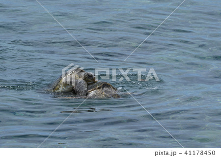 アオウミガメの交尾　水面　写真 41178450