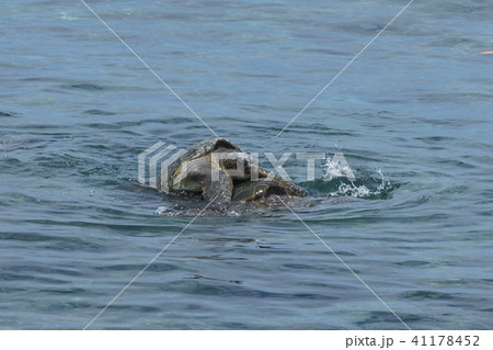アオウミガメの交尾　水面　写真 41178452