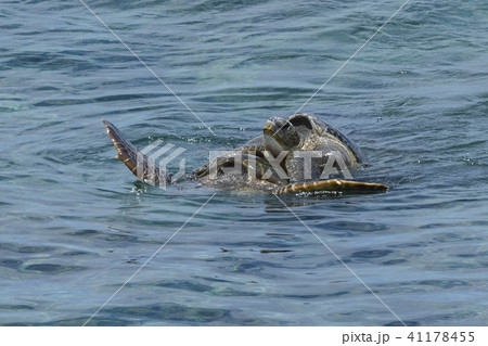 アオウミガメの交尾　水面　写真 41178455