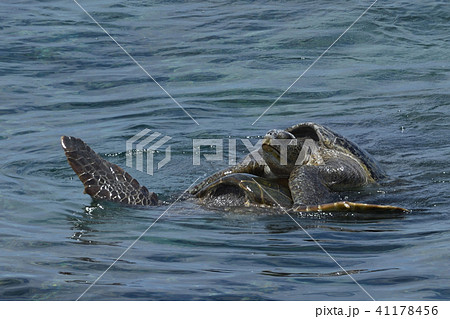 アオウミガメの交尾　水面　写真 41178456