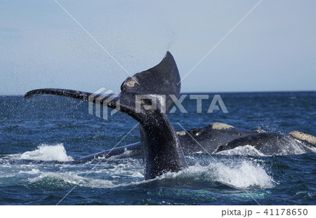 ミナミセミクジラ 41178650