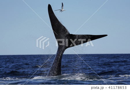 ミナミセミクジラ 41178653