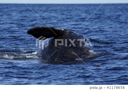ミナミセミクジラ ミナミセミクジラ 41178656