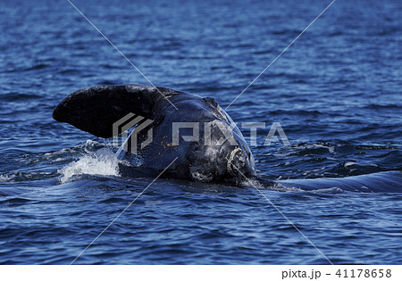 ミナミセミクジラ 41178658