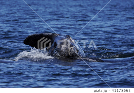 ミナミセミクジラ 41178662