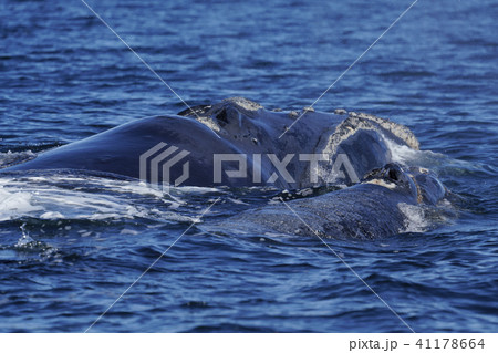 ミナミセミクジラ ミナミセミクジラ 41178664