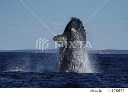 ミナミセミクジラ ミナミセミクジラ 41178665