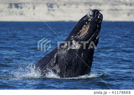 ミナミセミクジラ ミナミセミクジラ 41178668