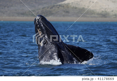 ミナミセミクジラ ミナミセミクジラ 41178669