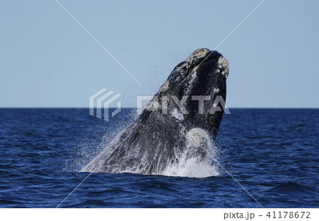 ミナミセミクジラ ミナミセミクジラ 41178672