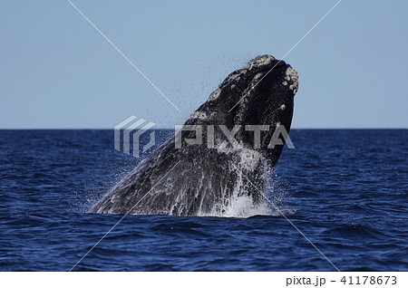 ミナミセミクジラ ミナミセミクジラ 41178673