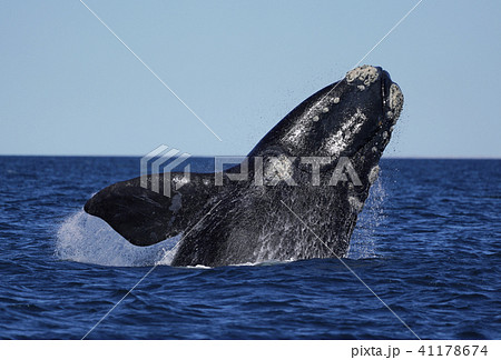 ミナミセミクジラ ミナミセミクジラ 41178674
