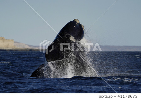ミナミセミクジラ ミナミセミクジラ 41178675