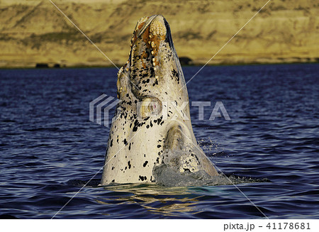 ミナミセミクジラ ミナミセミクジラ 41178681