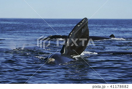 ミナミセミクジラ ミナミセミクジラ 41178682