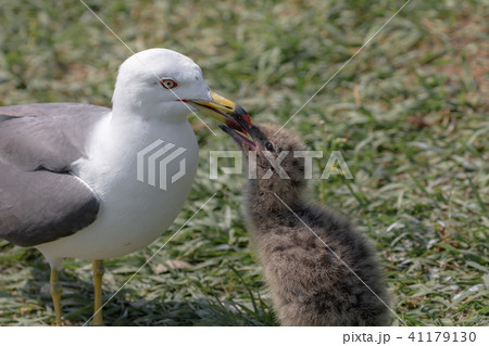 ウミネコの親子 41179130