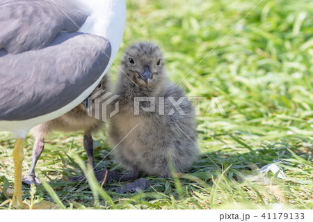 親に隠れるウミネコの幼鳥 41179133