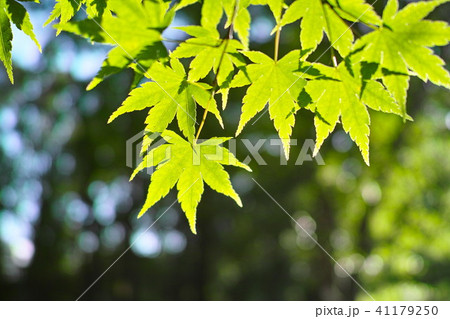 初夏　モミジエコイメージ 41179250