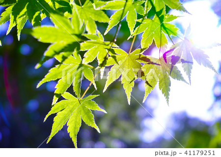 初夏　モミジエコイメージ 41179251