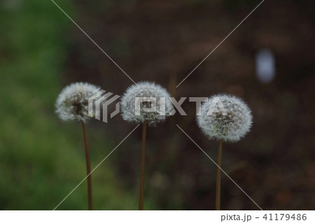 タンポポ 41179486