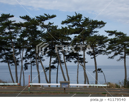 海沿いの松並木の写真素材 [41179540] - PIXTA