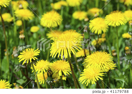dandelion flower 41179788