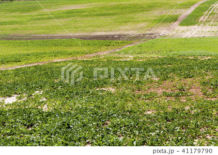 green field green field 41179790