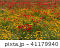 ポピーが咲き乱れる 41179940