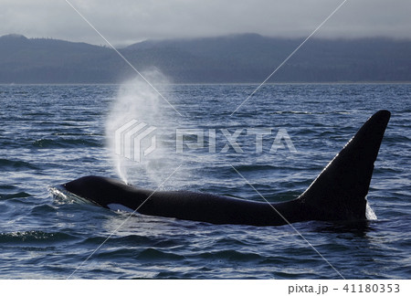 シャチ シャチ 41180353