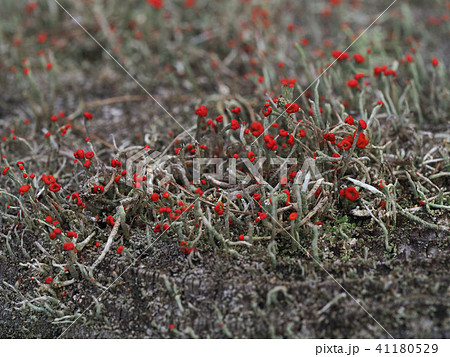 コアカミゴケ コアカミゴケ 41180529