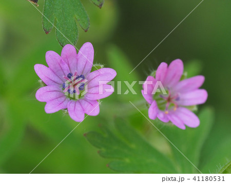 ヤワゲフウロ 41180531