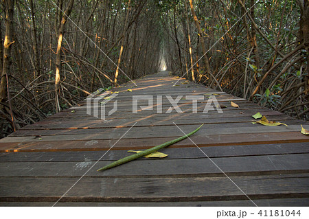 Wooden Bridge in Mangrove Forest at Laem Phak Bia 41181044