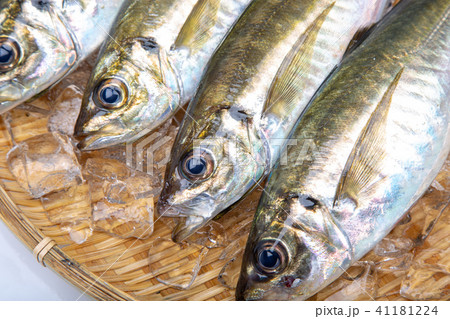 アジ 食材 魚 アジ 食材 魚 41181224