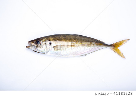 アジ 食材 魚 アジ 食材 魚 41181228