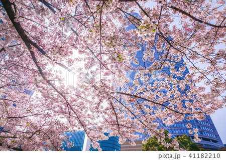 満開の桜と六本木ヒルズ 毛利庭園 の写真素材