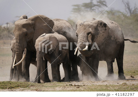 アフリカゾウ アフリカゾウ 41182297