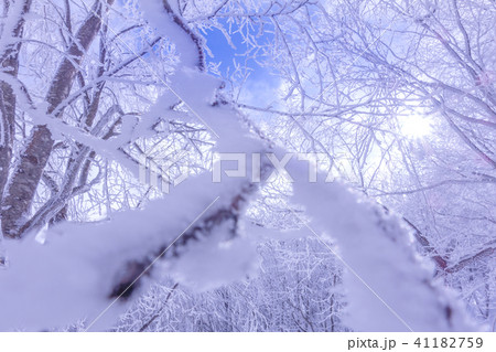 ハイパーボール東鉢スキー場トップから高坪山へ（兵庫県養父市別宮）※作品コメント欄に撮影位置 41182759