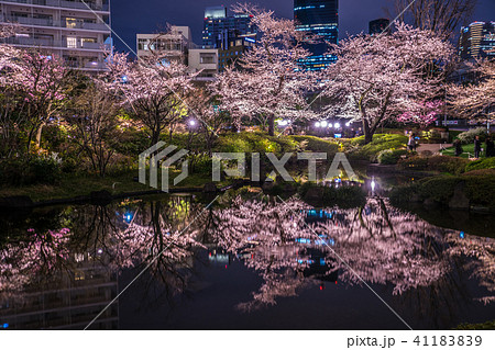 毛利庭園の夜桜(六本木) 毛利庭園の夜桜(六本木) 41183839