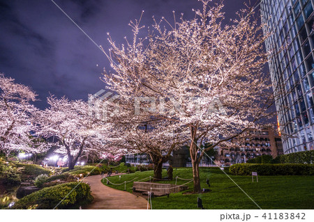 毛利庭園の夜桜(六本木) 毛利庭園の夜桜(六本木) 41183842