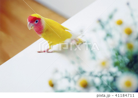 花越しのコザクラインコ 41184711